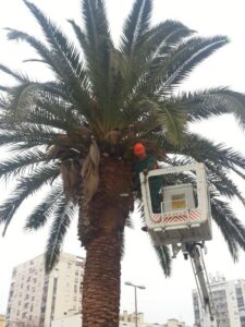 Oblikovanje palmi na Branimirovoj obali - Fotografija 01