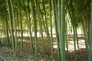 Orezivanje - Foto 49 - Bambus