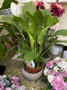 Ponuda sobnog bilja u cvjećarnici Mirta - Fotografija 07