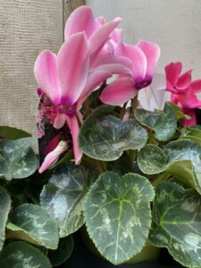 Ponuda sobnog bilja u cvjećarnici Mirta - Fotografija 16