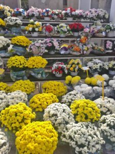 Prigodna ponuda u cvjećarnicama povodom blagdana - Fotografija 01