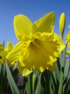 Sadnja lukovica - Narcis