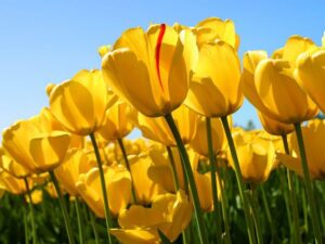 Sadnja lukovica - Tulipan