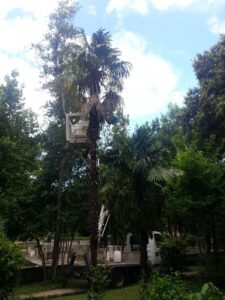 Tretiranje protiv palminog drvotoča - Fotografija 02