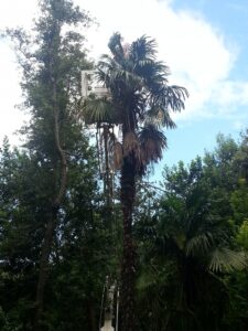 Tretiranje protiv palminog drvotoča - Fotografija 04