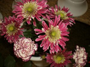 Dekorativni asortiman cvjećarnice Mirta - Fotografija 20