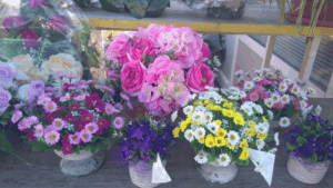 Ponuda cvijeća na Gradskom groblju - Fotografija 07