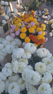Ponuda cvijeća na Gradskom groblju - Fotografija 11
