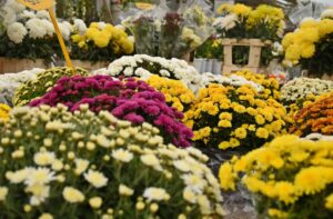 Ponuda cvjećarnica na Gradskom groblju - Fotografija 06