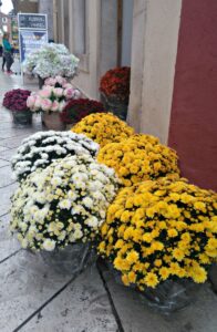 Ponuda cvjećarnice Mirta u listopadu - Fotografija 03