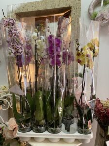 Ponuda sobnog bilja u cvjećarnici Mirta - Fotografija 02
