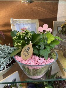 Ponuda sobnog bilja u cvjećarnici Mirta - Fotografija 12