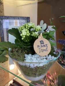 Ponuda sobnog bilja u cvjećarnici Mirta - Fotografija 16