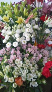 Proljetna ponuda cvjećarnice Mirta - Fotografija 04
