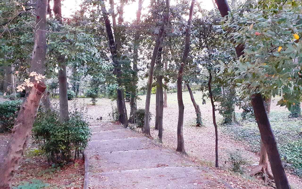 Drvoredi Foto 2