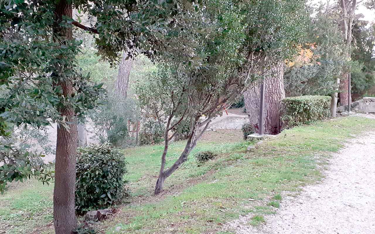 Drvoredi Foto 3