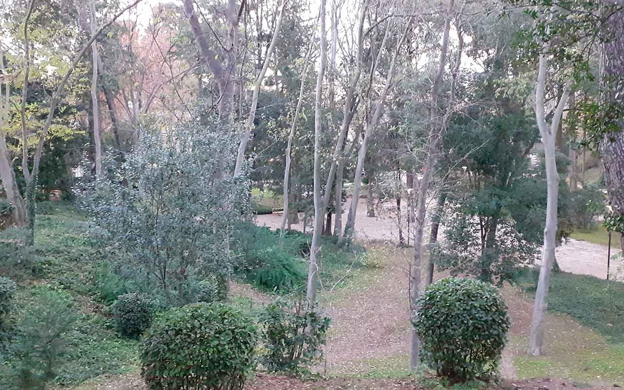 Drvoredi Foto 5