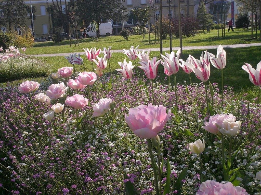 Javne zelene površine