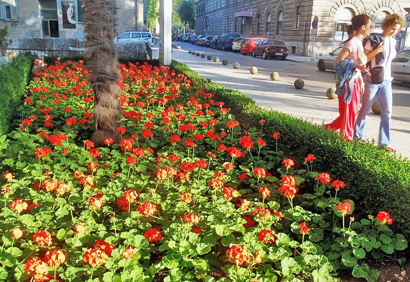 Održavanje zelenih površina grada Zadra