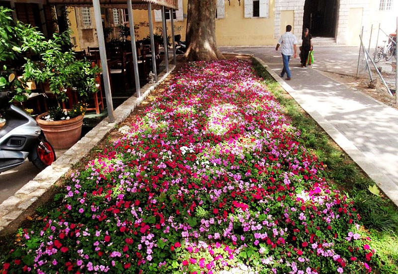 Rascvjetani Zadar