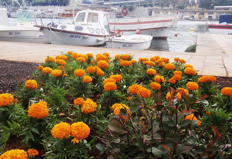 Rascvjetani Zadar