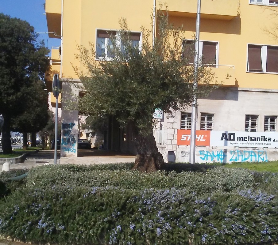 Sadnja stabala i uređenje zelenih površina