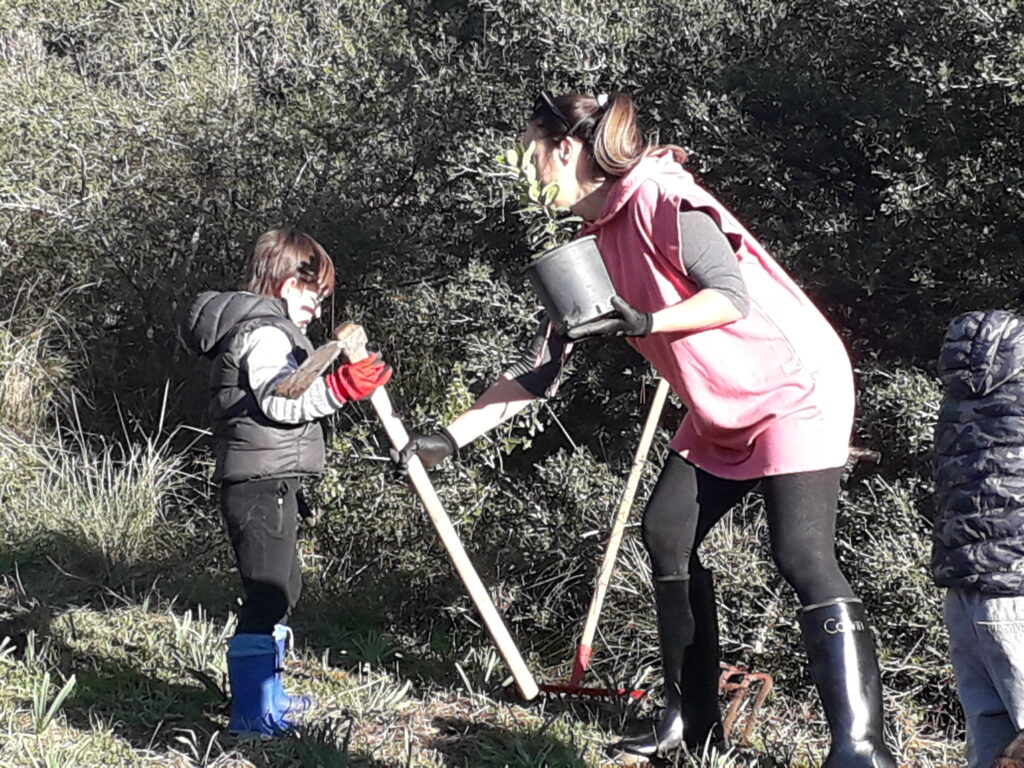 Sadnja stabala u parku Žmirići
