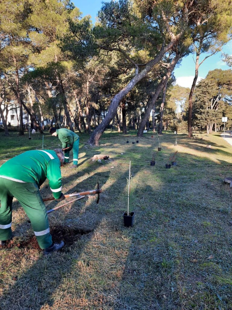 Sadnja stabala u parku Žmirići