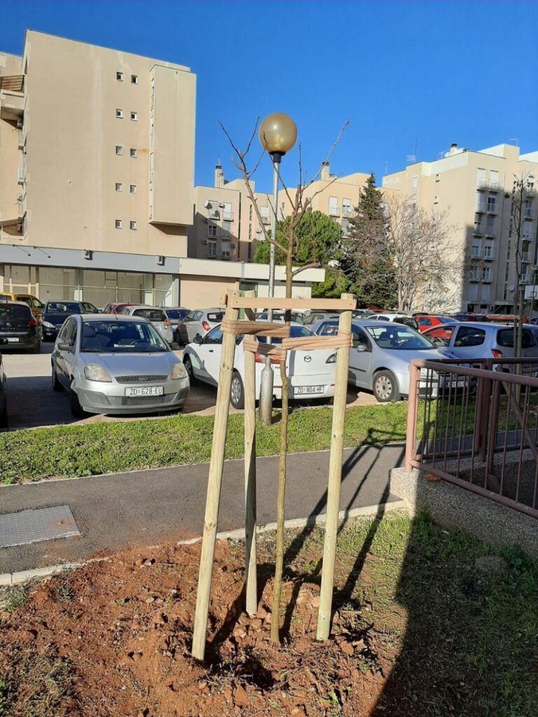 Sadnja stabala