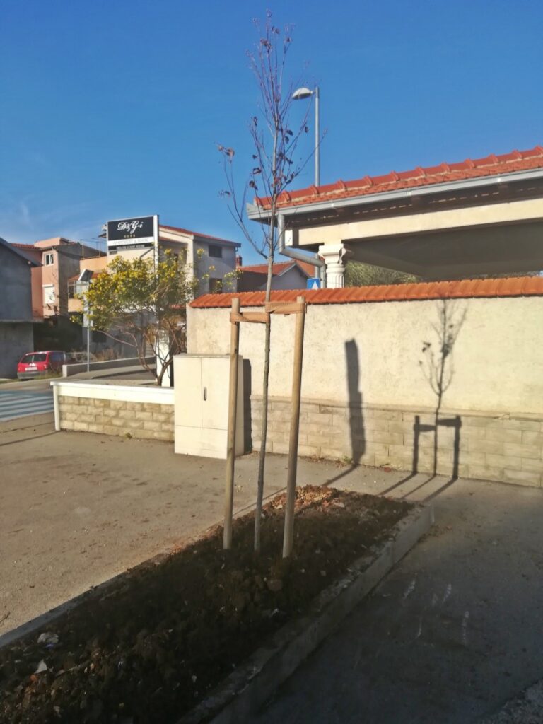 Sadnja stabala